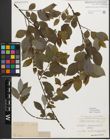Foto von Salix myrsinifolia Salisb.